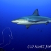 shark_galapagos_pm_ci_h_0003_cos2870.jpg